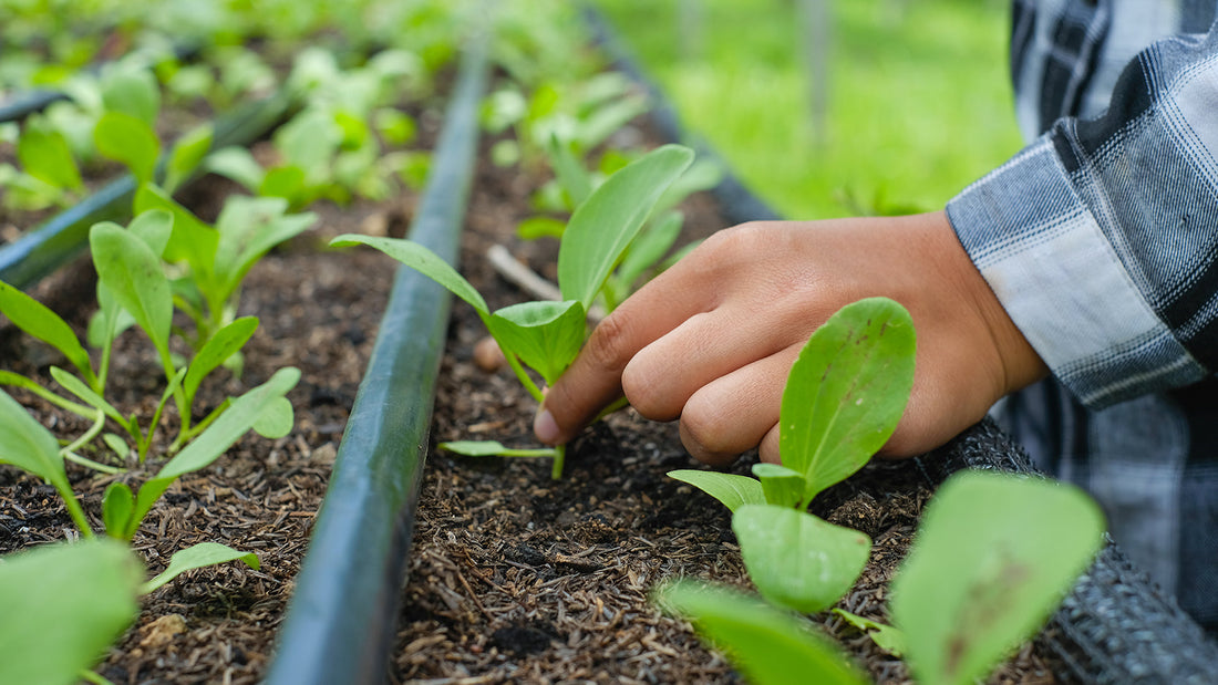 Cultivate Health with Flavour: The Power of Organic Farming Practices