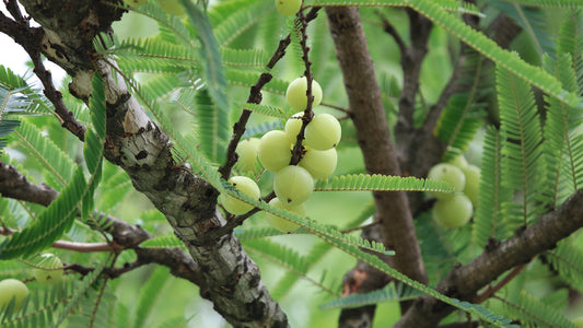Amla: The Ayurvedic Superfruit for Immunity, Digestion & Vitality