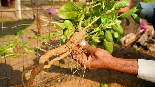Ashwagandha: The Ayurvedic Secret to Calm, Energy & Balance