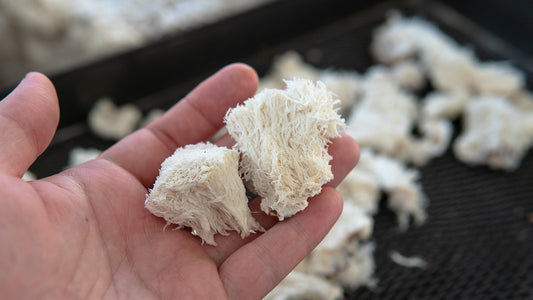 Lion’s Mane Mushroom Extract | Brain & Focus Support